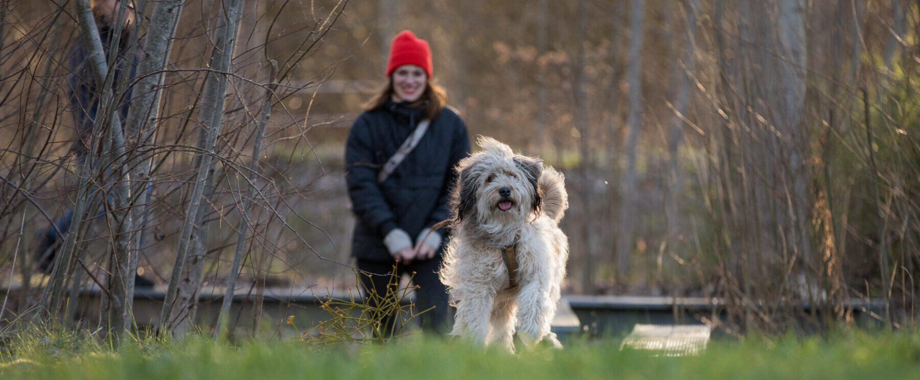social-walk-spaziergang-mit-hund-hundetraining-hundeladen-kyritz