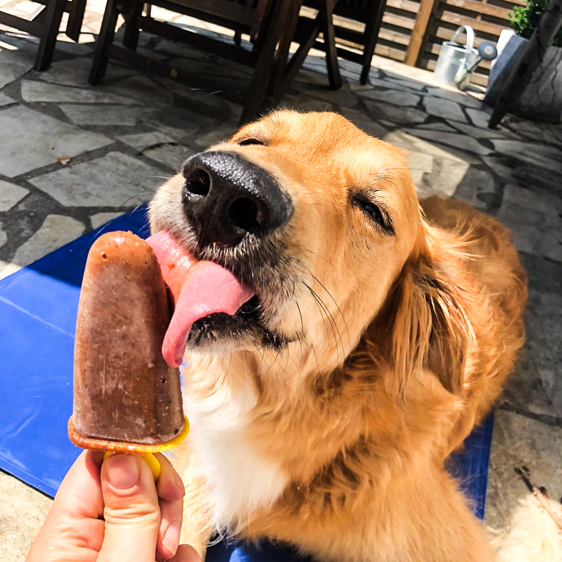 Hund schleckt Eis für Hunde aus dem Hundeladen Kyritz im Sommer