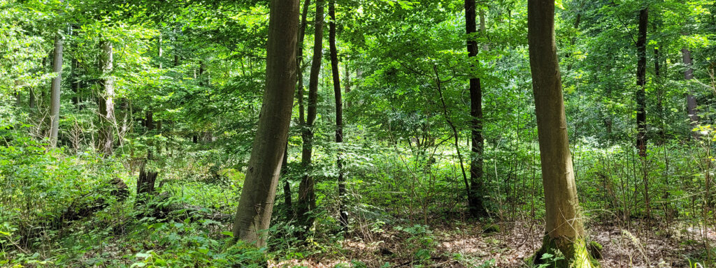 Mischwald aus verschiedenen Bäumen im Brandenburg