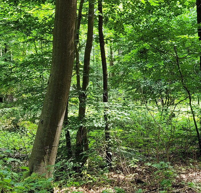 Mischwald aus verschiedenen Bäumen im Brandenburg