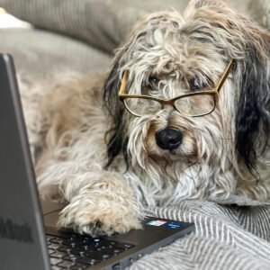 heino-hund-couch-laptop-brille-blog-close-hundeladen-kyritz