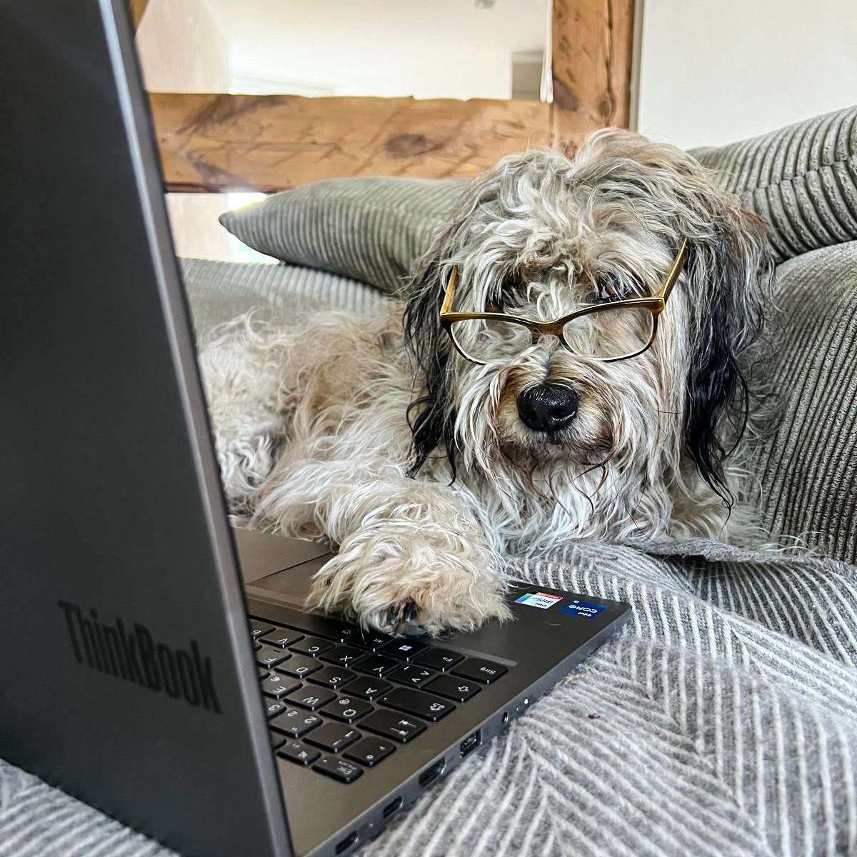 social-walk-spaziergang-mit-hund-hundetraining-hundeladen-kyritz