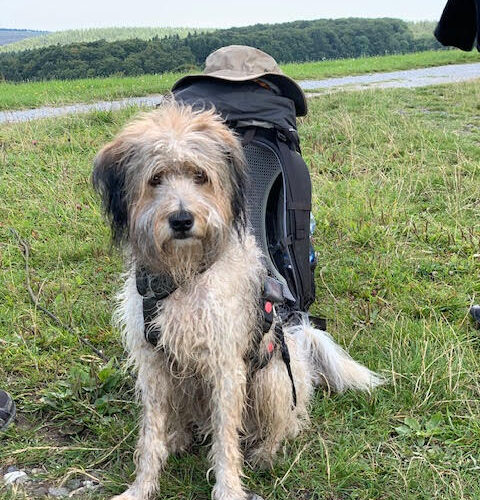Heino Hund bein Wandern mit Rucksack