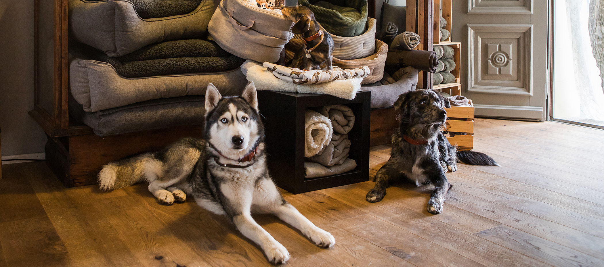 social-walk-spaziergang-mit-hund-hundetraining-hundeladen-kyritz